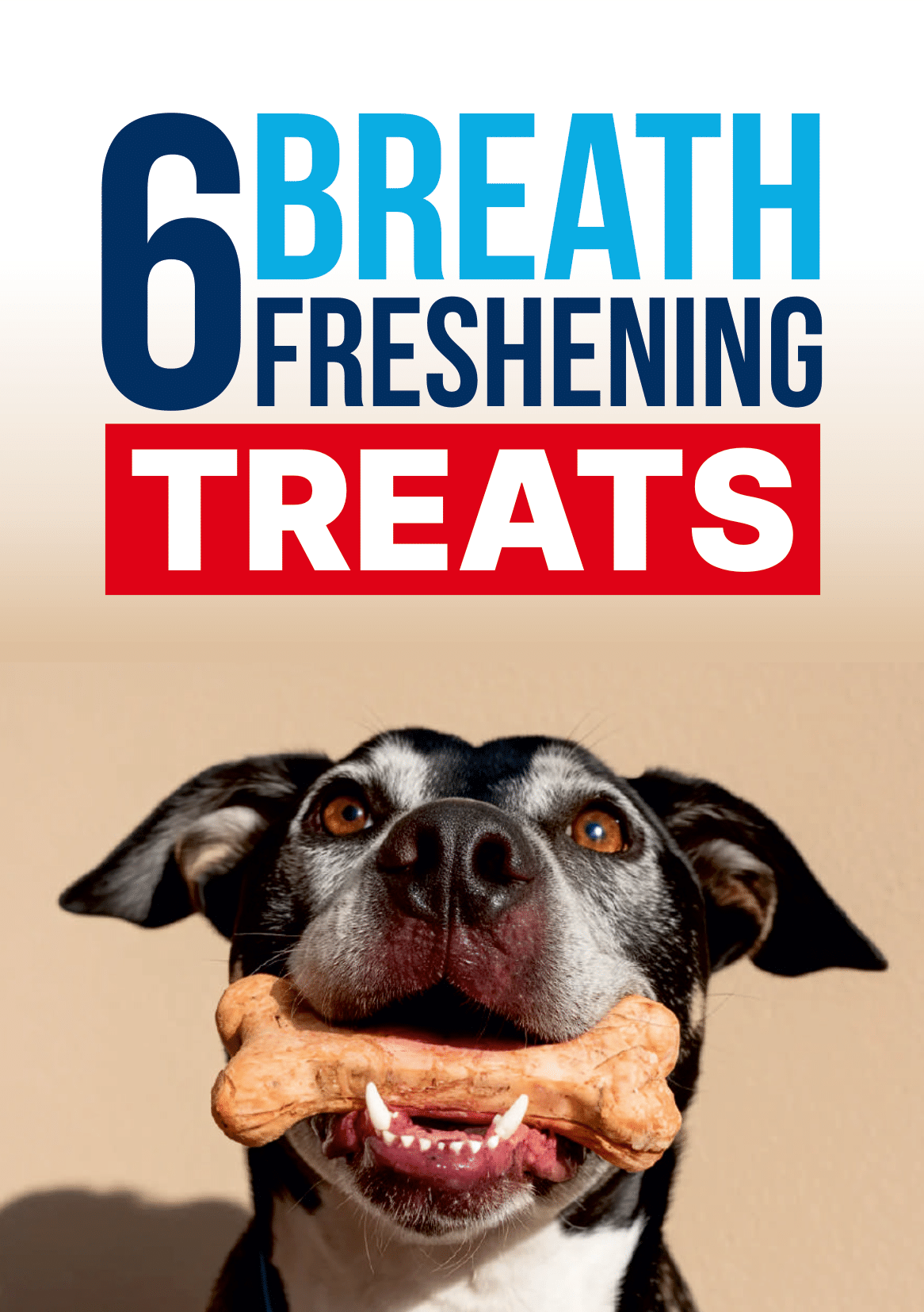 Vet-Approved Dog Dental Diet Recipes